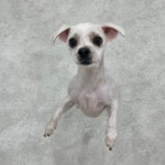 영주애견미용실 여기오개