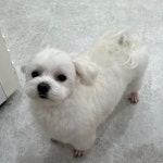 영주애견미용실 여기오개