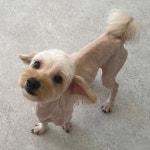 영주애견미용실 여기오개