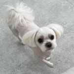 영주애견미용실 여기오개