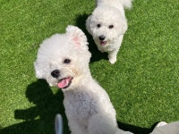 애견유치원&놀이방 미뇽