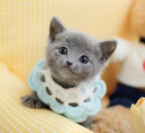 의정부고양이분양 나비캣