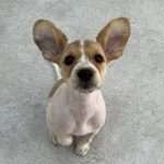 영주애견미용실 여기오개