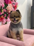 로즈메리펫뷰티샵