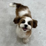 영주애견미용실 여기오개