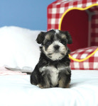 부산강아지분양 고양이분양 베스트펫