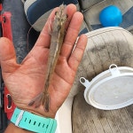 희주네 왕 새우농장