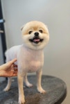지니펫 애견미용실