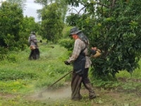 소망벌초벌목대행