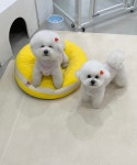 위드나나