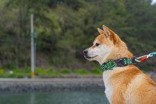 하하호호프렌드 애견동반펜션