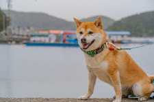 하하호호프렌드 애견동반펜션