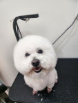 똥강아지이발소
