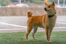 하하호호프렌드 애견동반펜션