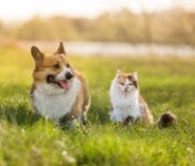 다온 입양센터 본점 남양주 강아지 고양이 분양