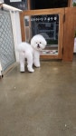 샵독