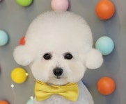 애견미용 Salon 티엔독