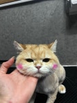 스파펫살롱