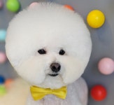 애견미용 Salon 티엔독