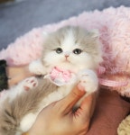 아담스펫 강아지분양 고양이분양 강남점
