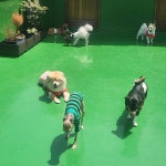 에덴애견유치원호텔