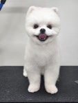 살롱 드 왈왈