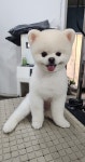 숲속애견샵