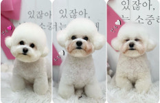 체리쉬독