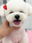 아트댕 애견미용실