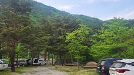 진고개계곡야영장