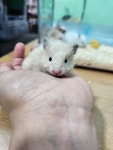 펫엔글라이더 인천점