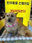 개냥이일번지