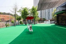 똥꾸멍멍 애견유치원 호텔