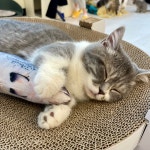 고양이라서행복해 CAFE & HOTEL