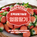 초록길딸기농장