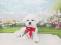 행복펫 애견미용실