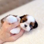 해피애견타운 서울잠실송파점 강아지분양 말티푸미니비숑포메