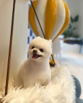 피터펫카페 논현점