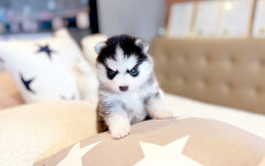 해피애견타운 서울잠실송파점 강아지분양 말티푸미니비숑포메