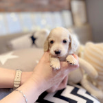 해피애견타운 서울잠실송파점 강아지분양 말티푸미니비숑포메