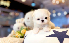 해피애견타운 서울잠실송파점 강아지분양 말티푸미니비숑포메