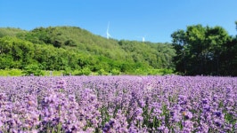 바람길꽃마을