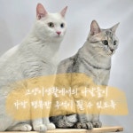 고양이생활