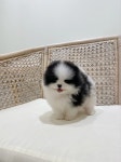 부산강아지분양 퍼피룸
