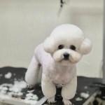 쿨펫 동물병원