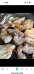 송도막창구이연수본점