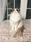 로지데이즈 랙돌캐터리