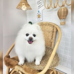 모모펫살롱