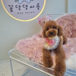 꽃댕댕싸롱