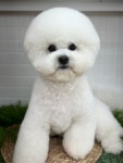 모모펫살롱
